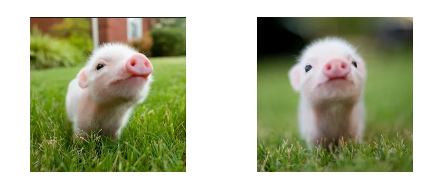 Little PIG 小猪